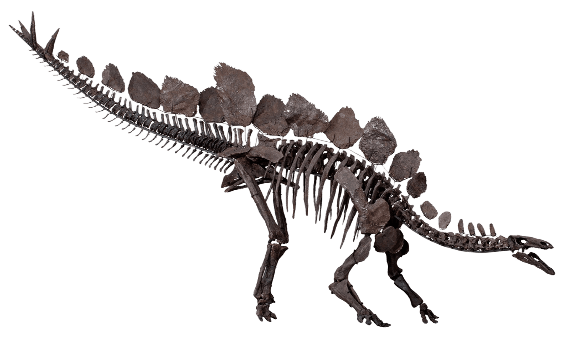 Estegossauro