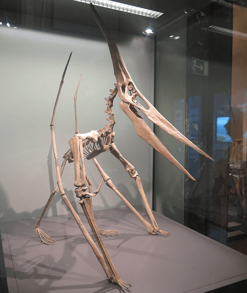 Pteranodonte