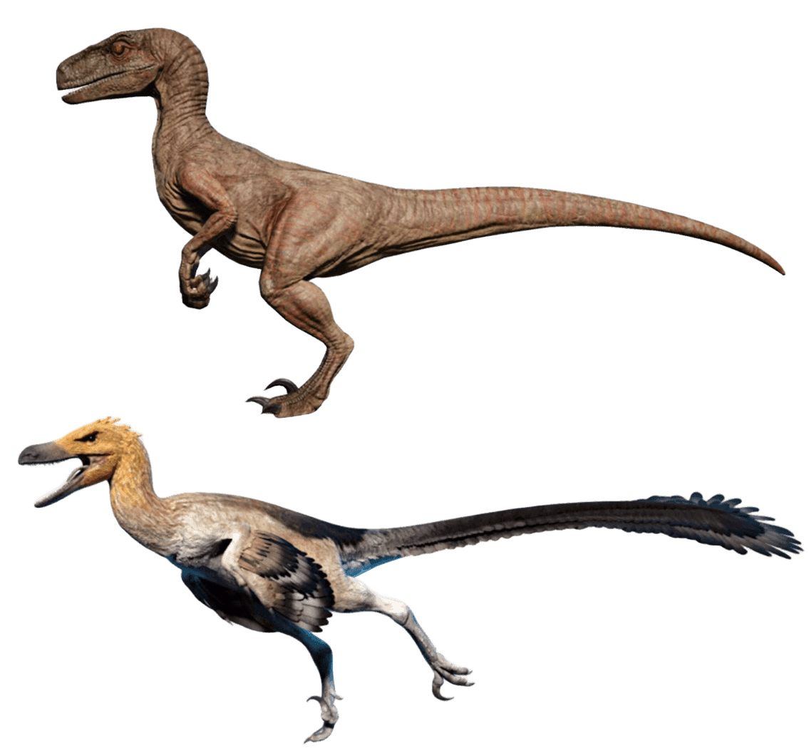 Velociraptor