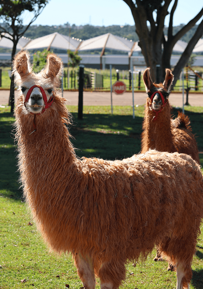 lhamas