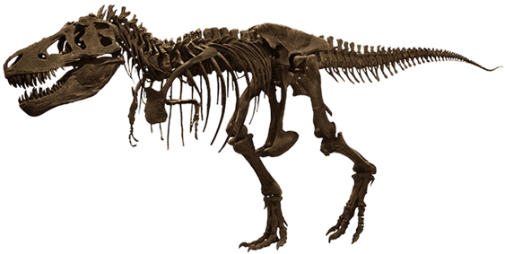 Tiranossauro Rex